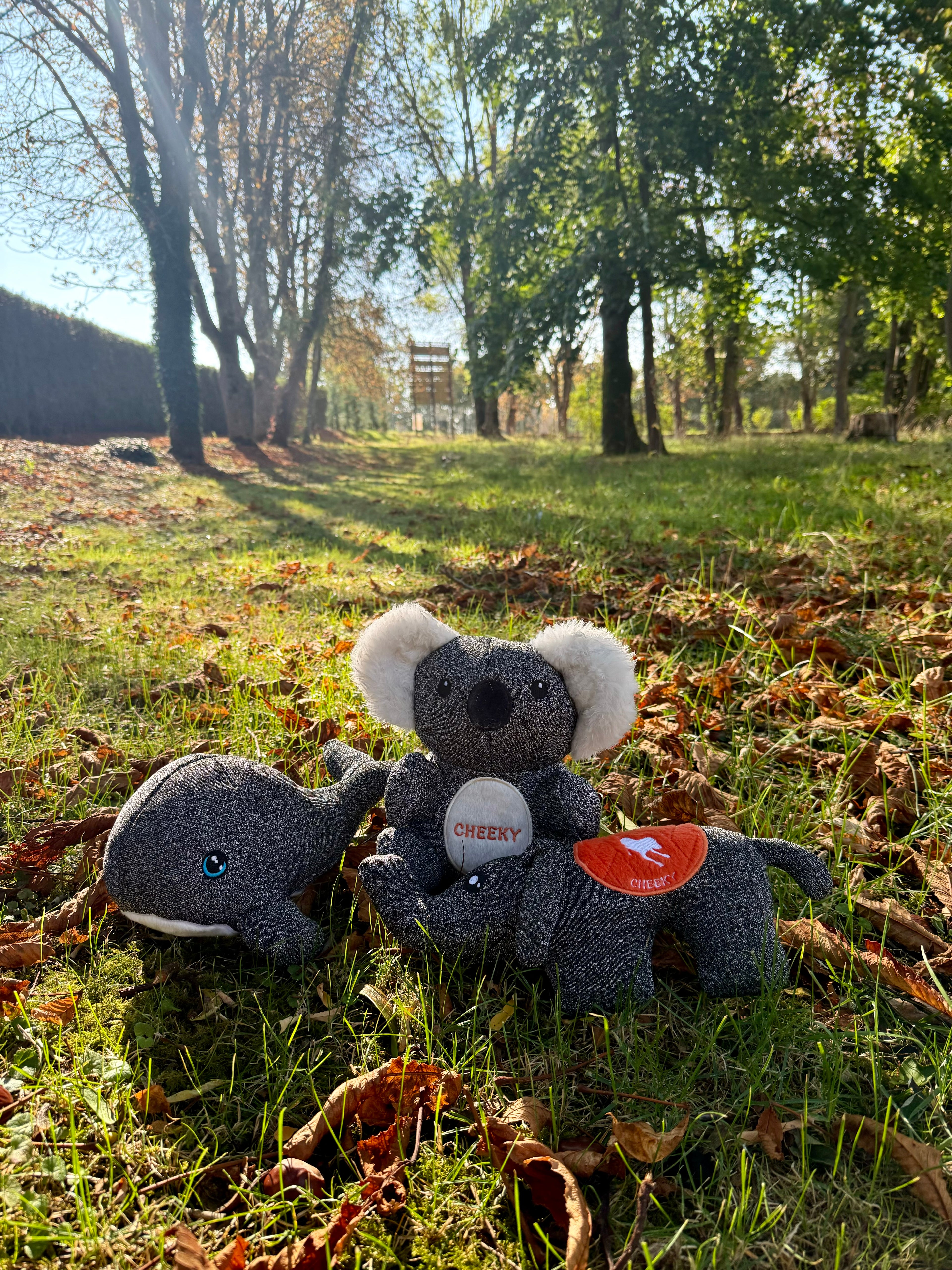 Pack Trio : Ellie, Kokos et Finley.