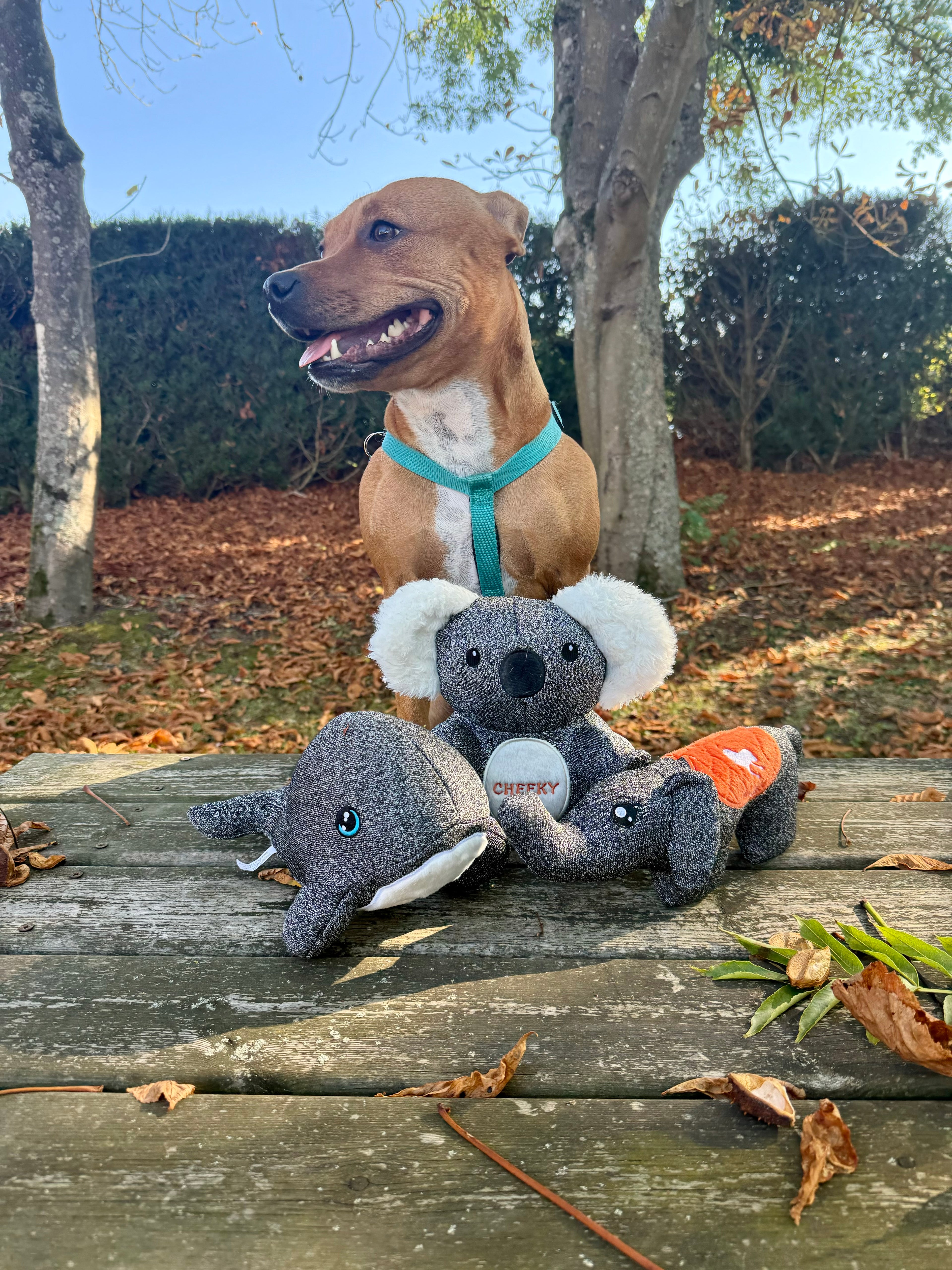 Pack Trio : Ellie, Kokos et Finley.