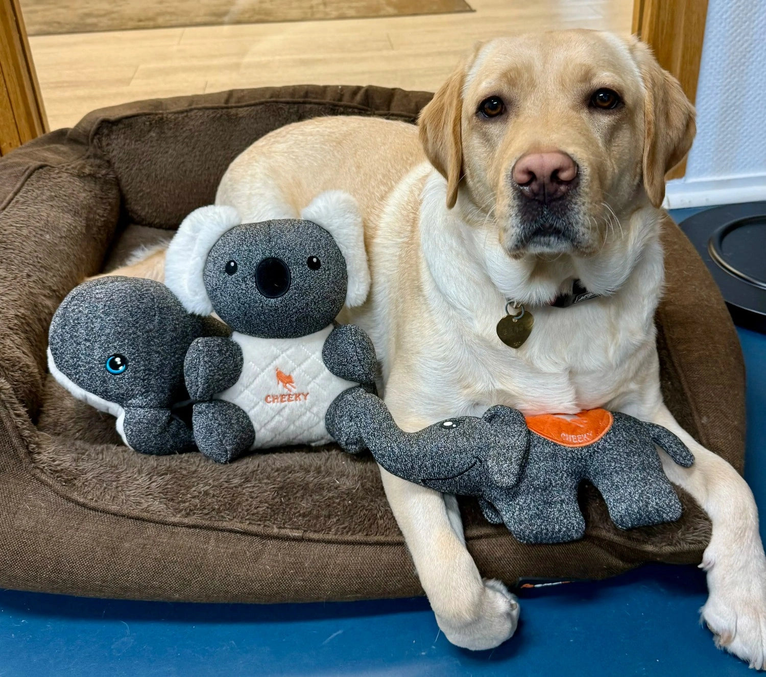 Pack Trio : Ellie, Kokos et Finley.