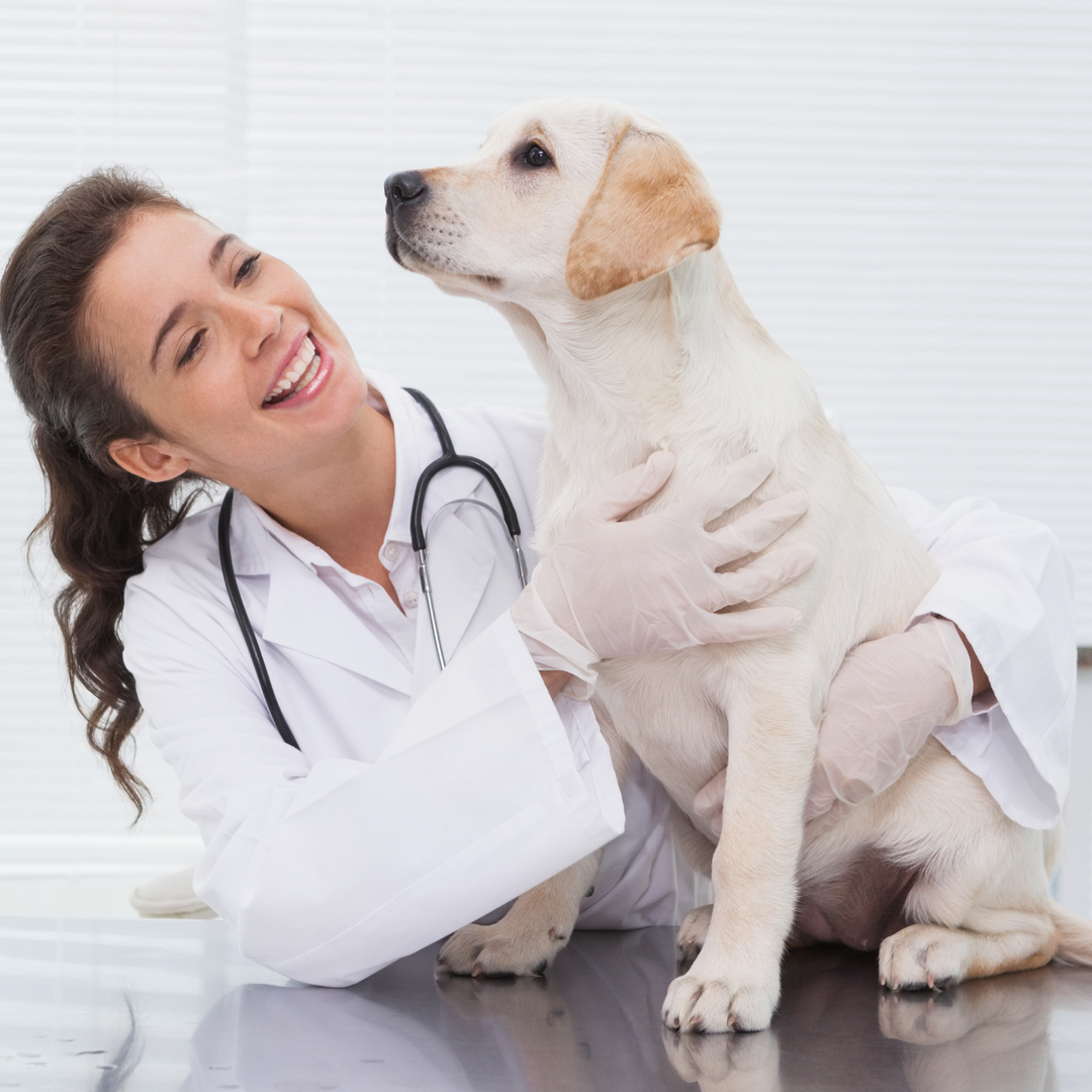 A veterinarian gently holding and examining a dog