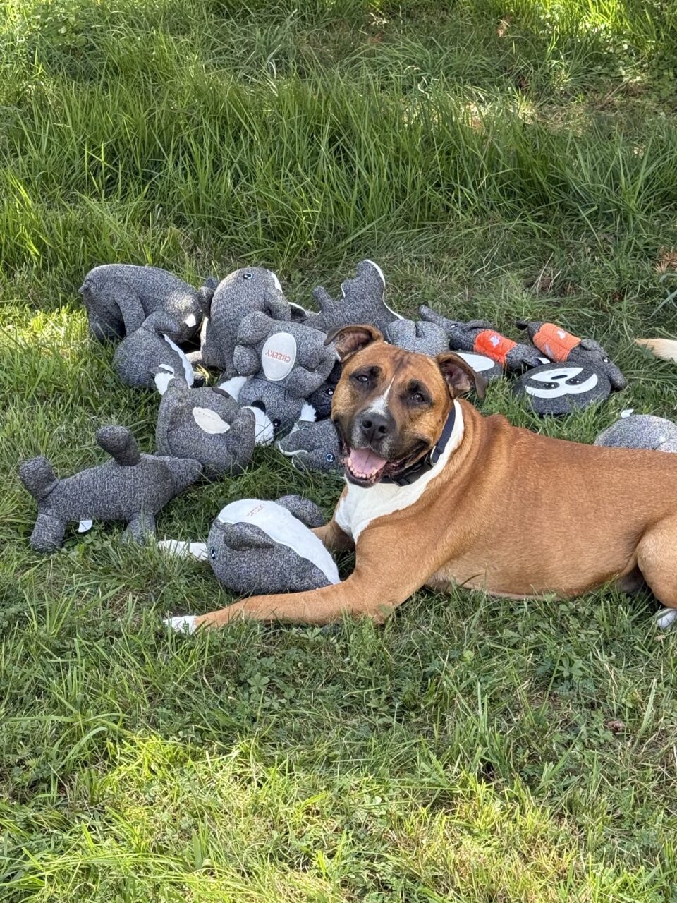 Pack Trio : Ellie, Kokos et Finley.