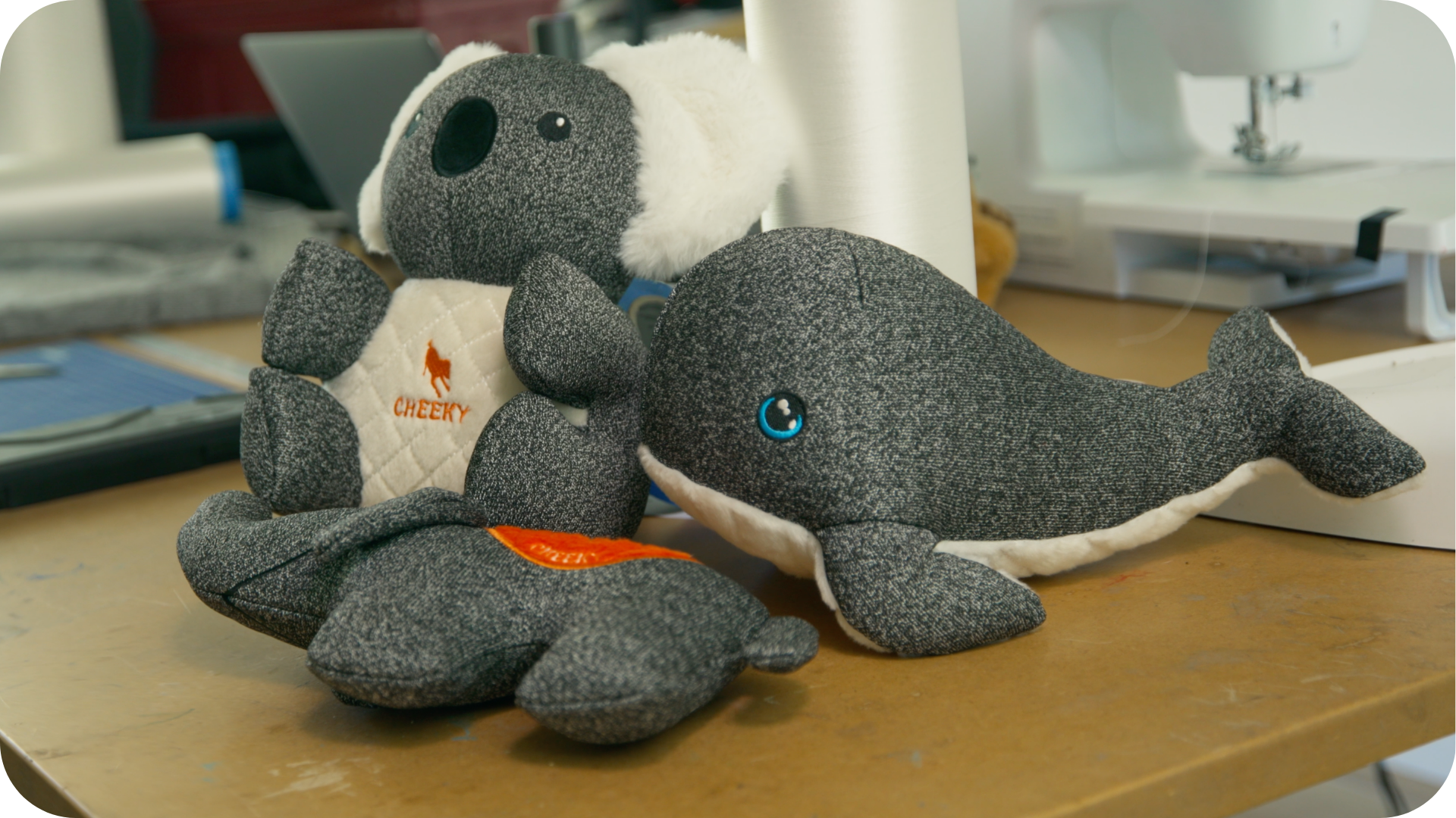 Pack Trio : Ellie, Kokos et Finley.