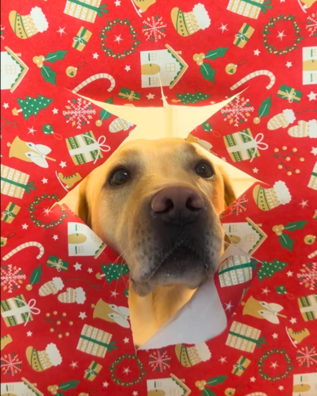 Do dogs like Christmas? What your dog really feels during the holidays