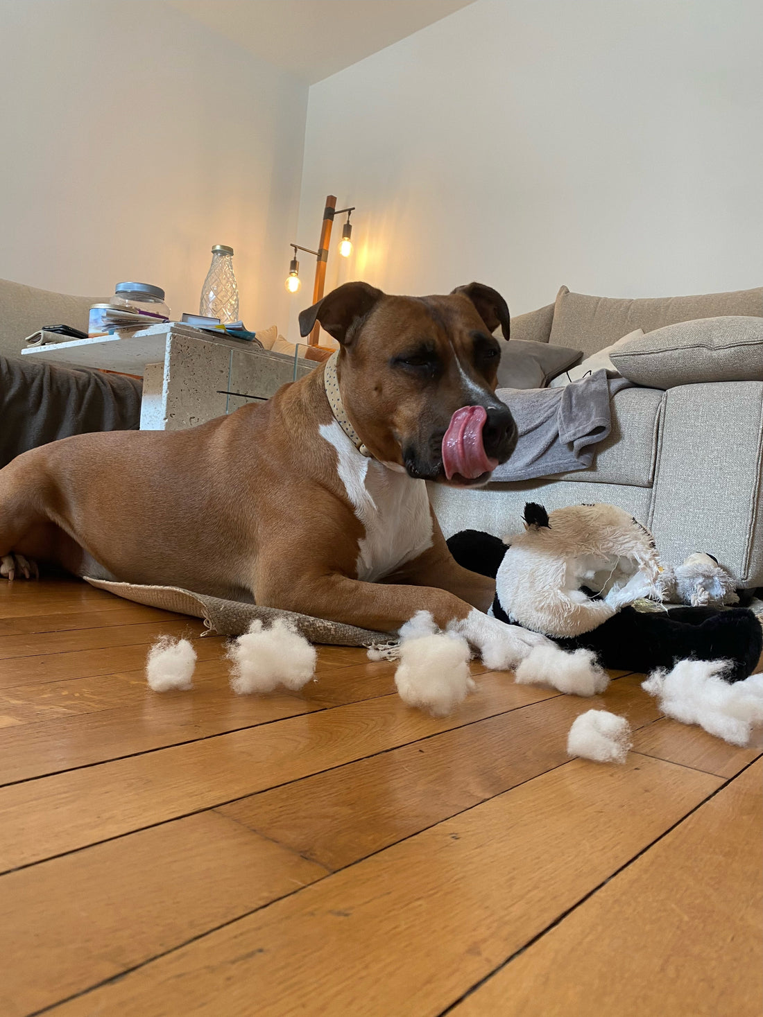 The Hidden Dangers of Toxic Dog Toys – and How Cheeky Dog Toys Keeps Your Pup Safe