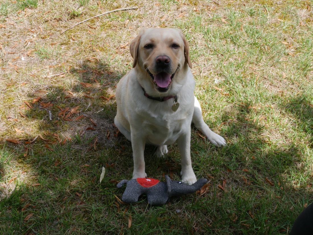 The small, strange things your dog does when they think no one is watching