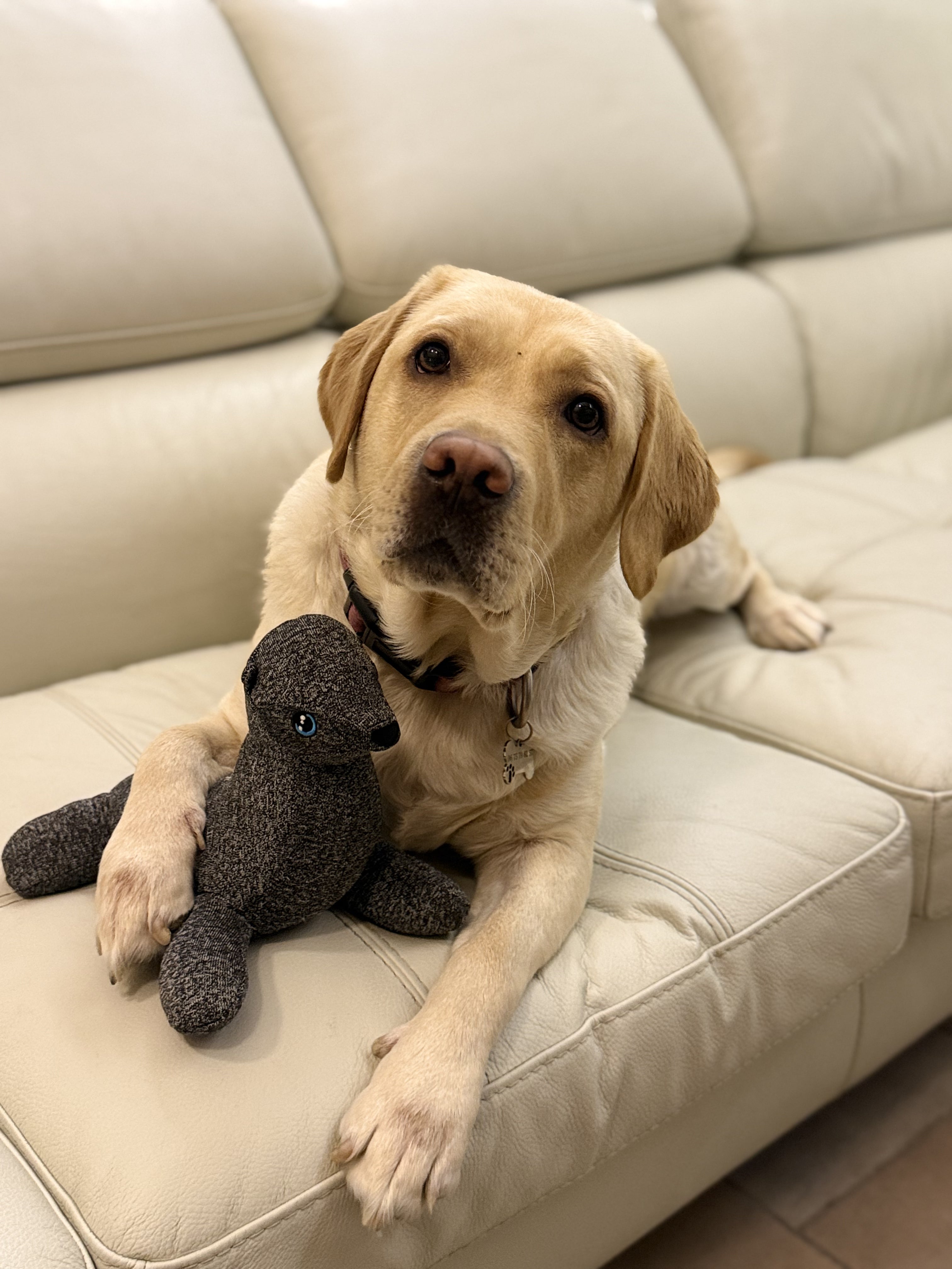 Sailor, the Goofy Guardian 🦭