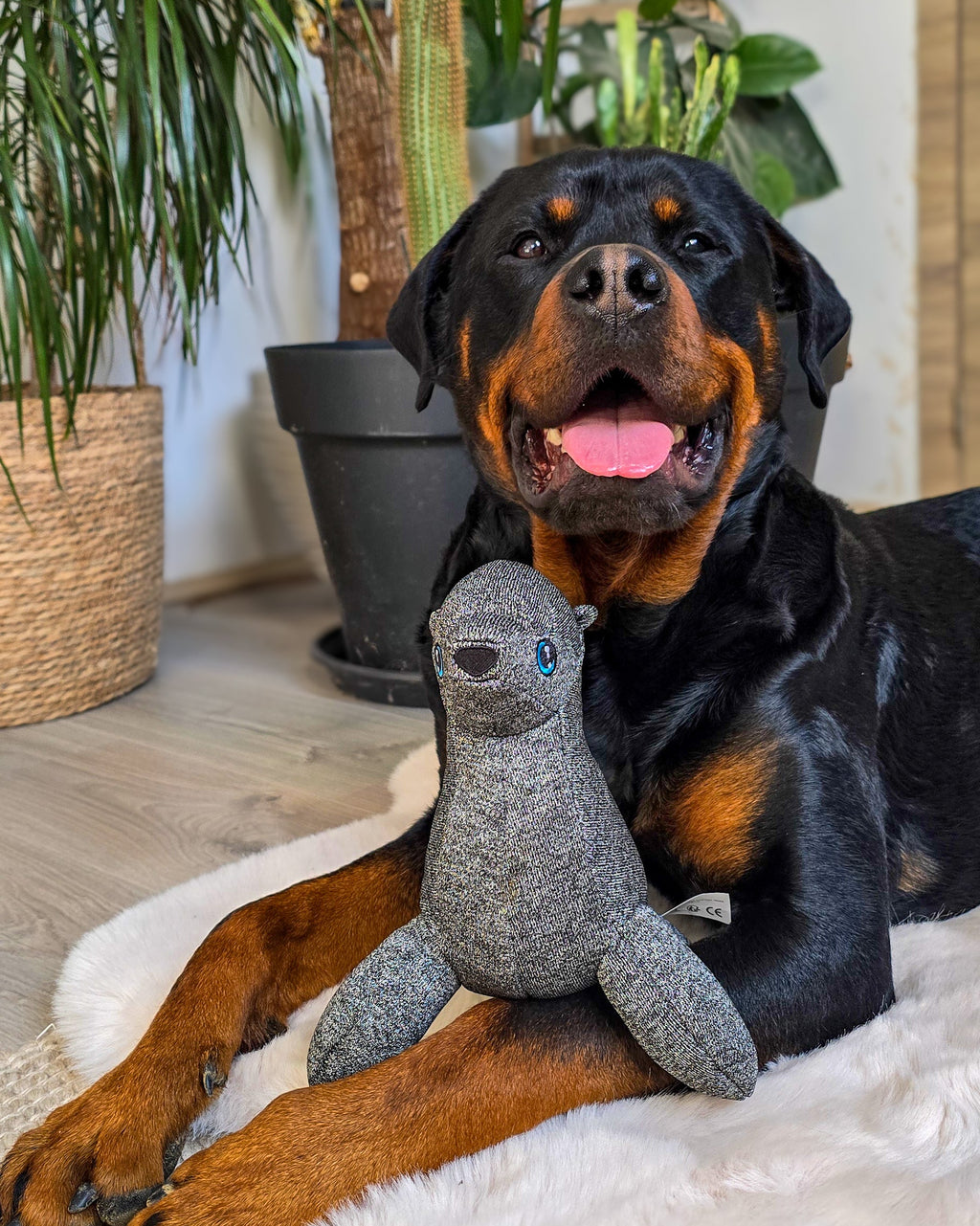 Sailor, the Goofy Guardian 🦭