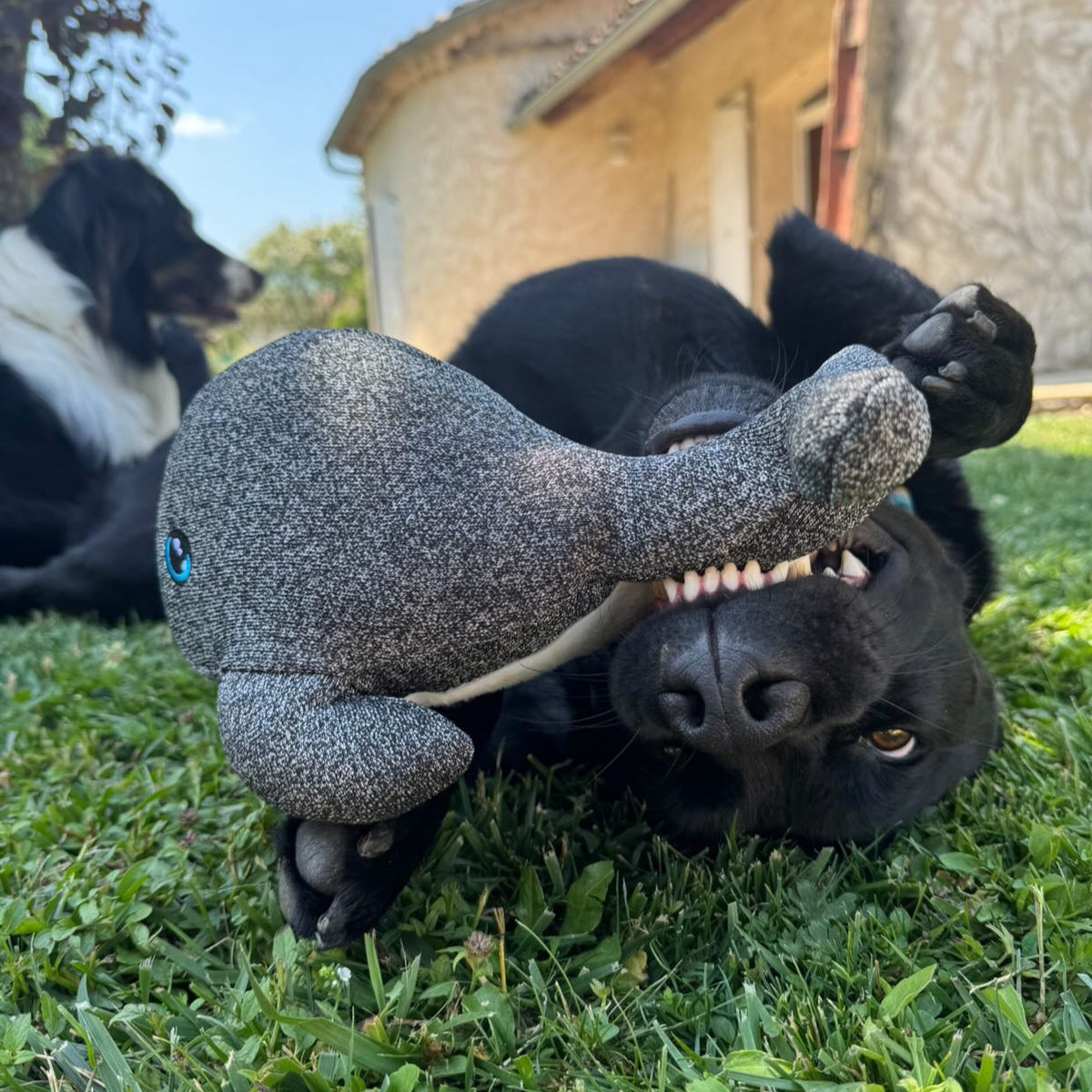 Cheeky Dog Toys, the most durable and tough toy for chewers.