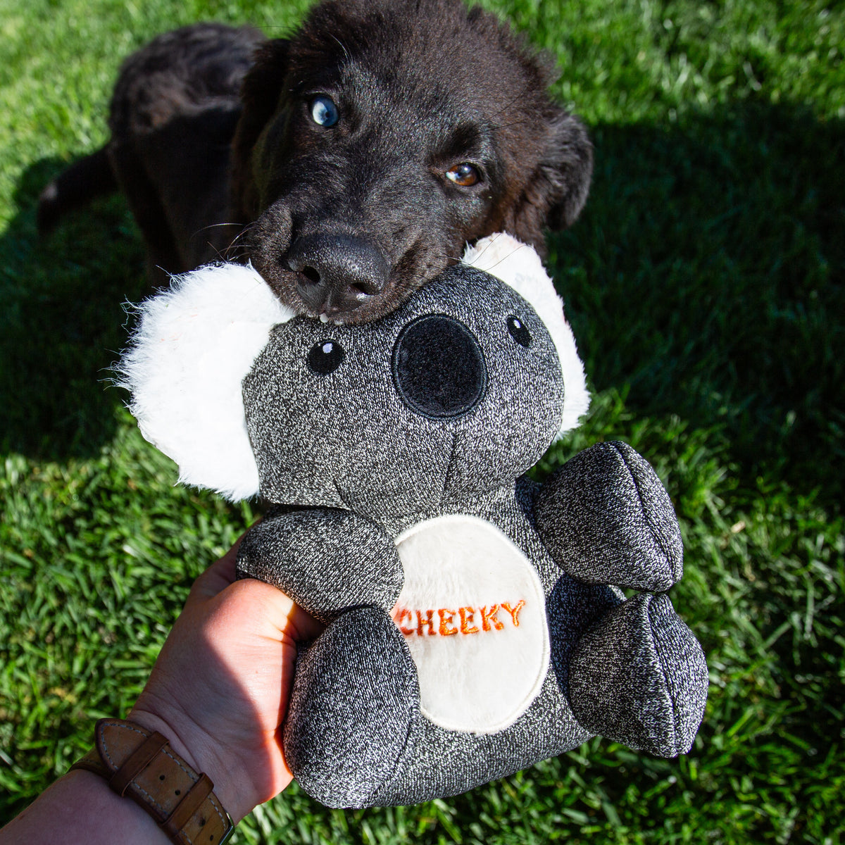 Cheeky Dog Toys, the most durable and tough toy for chewers.