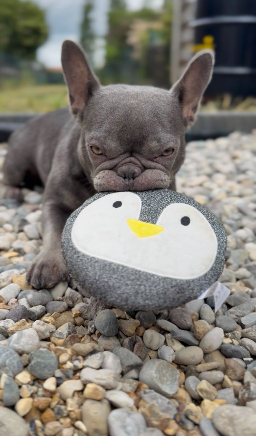 Lil’Ping, le Petit Déchaîné 🐧