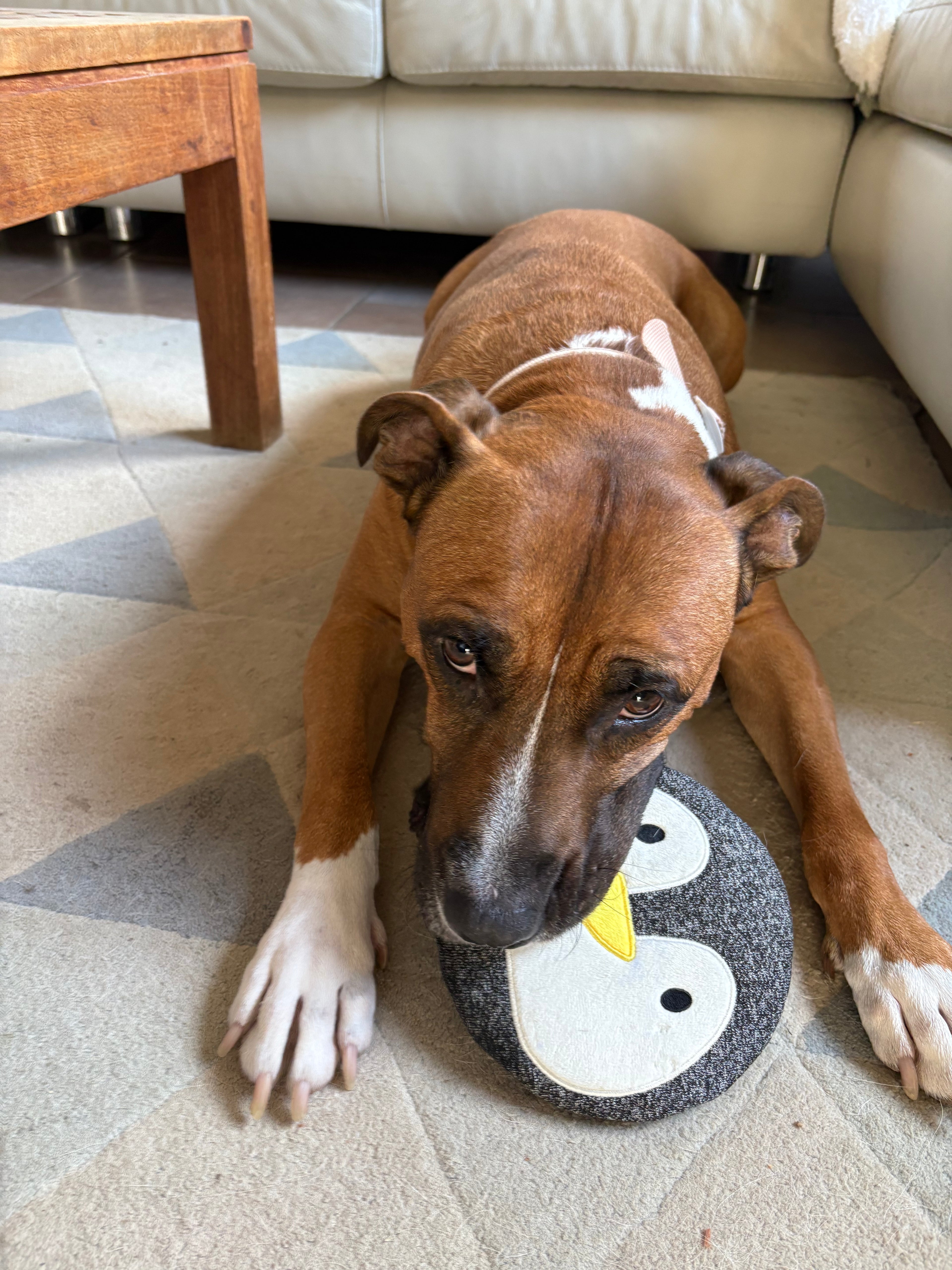 Lil’Ping, the Flat Troublemaker 🐧