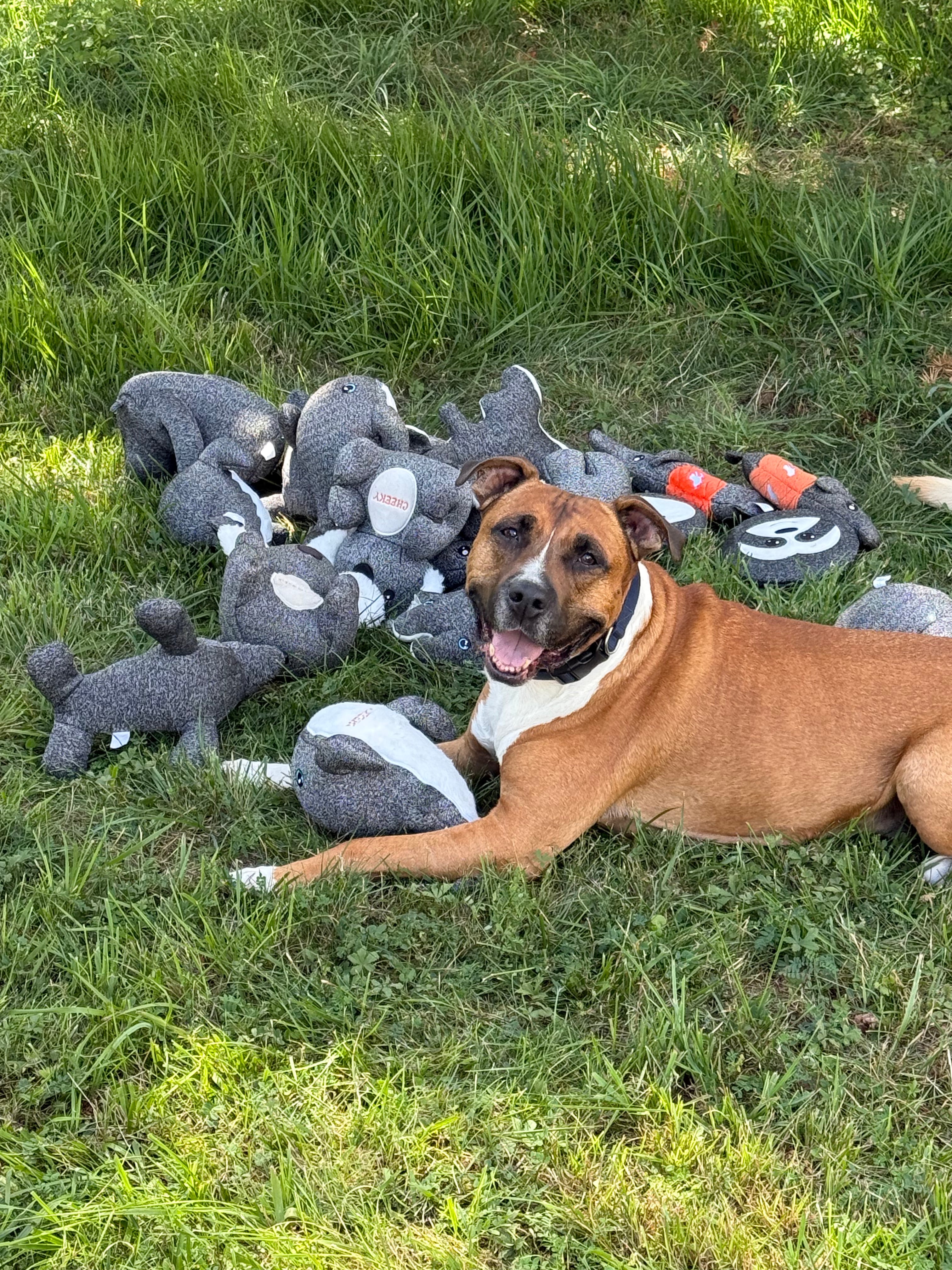 The Complete Cheeky Pack : All Our Ultra-Durable Dog Toys