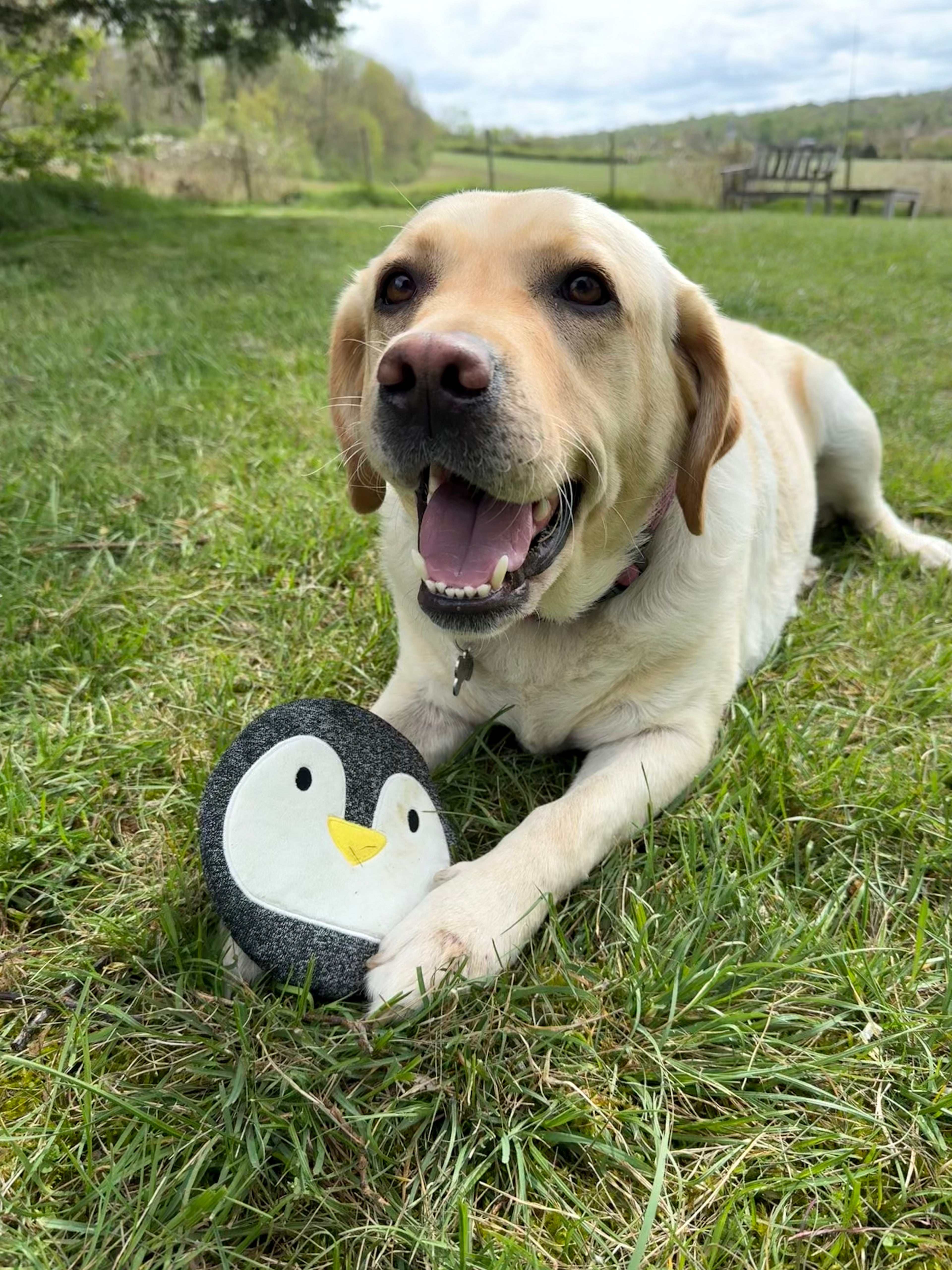 Lil’Ping, the Flat Troublemaker 🐧