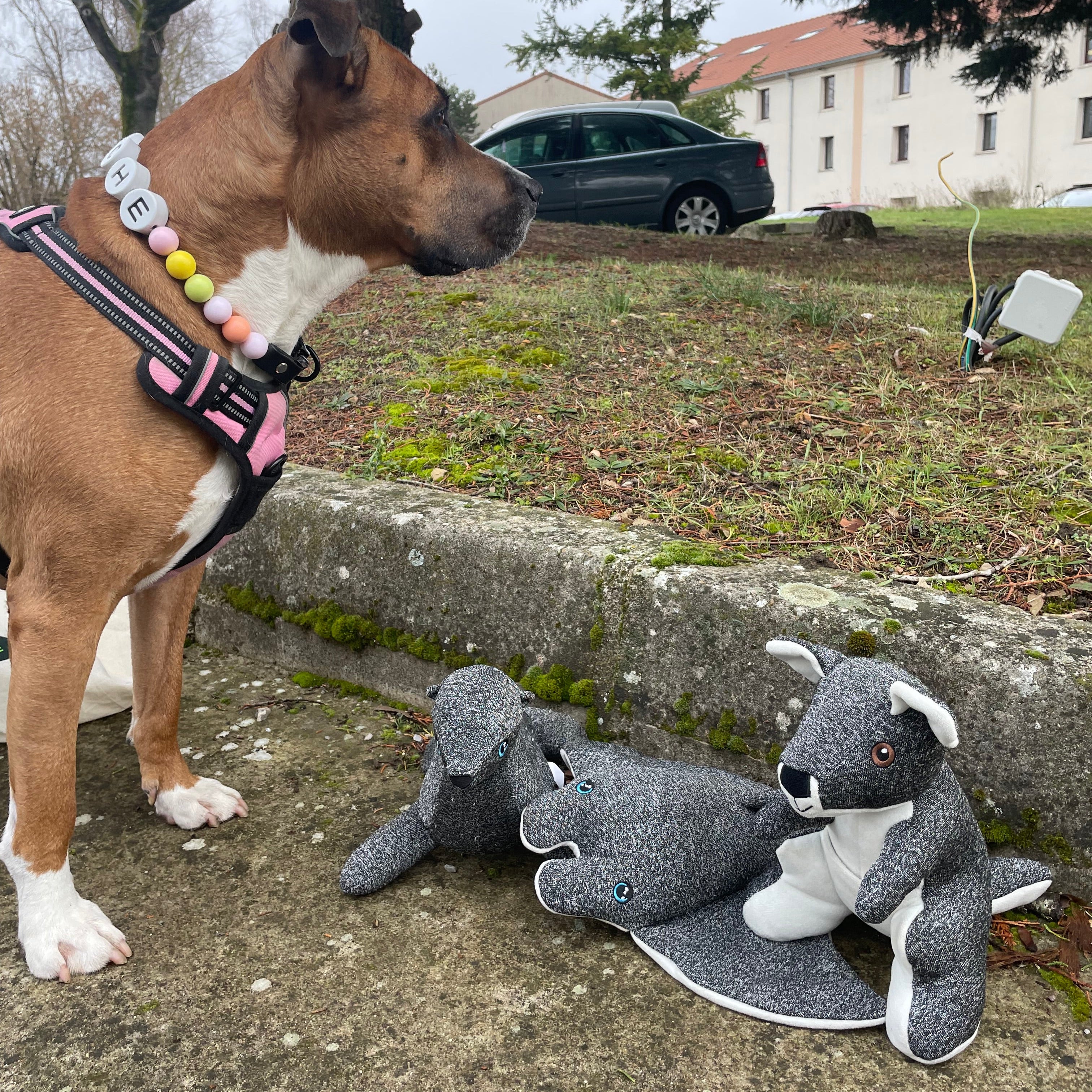 NEW Trio Pack : Joey, Raya & Sailor