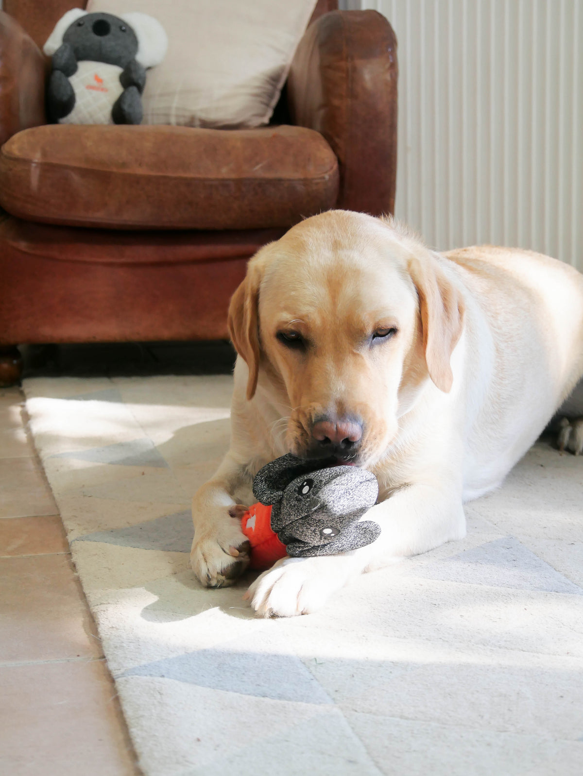 Advertorial Page – Cheeky Dog Toys, the most durable and tough toy for ...